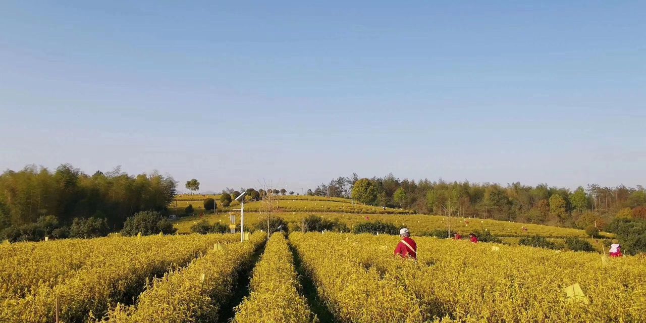 Bulk yellow tea (EU standards）