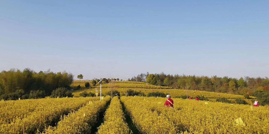 Bulk yellow tea (EU standards）