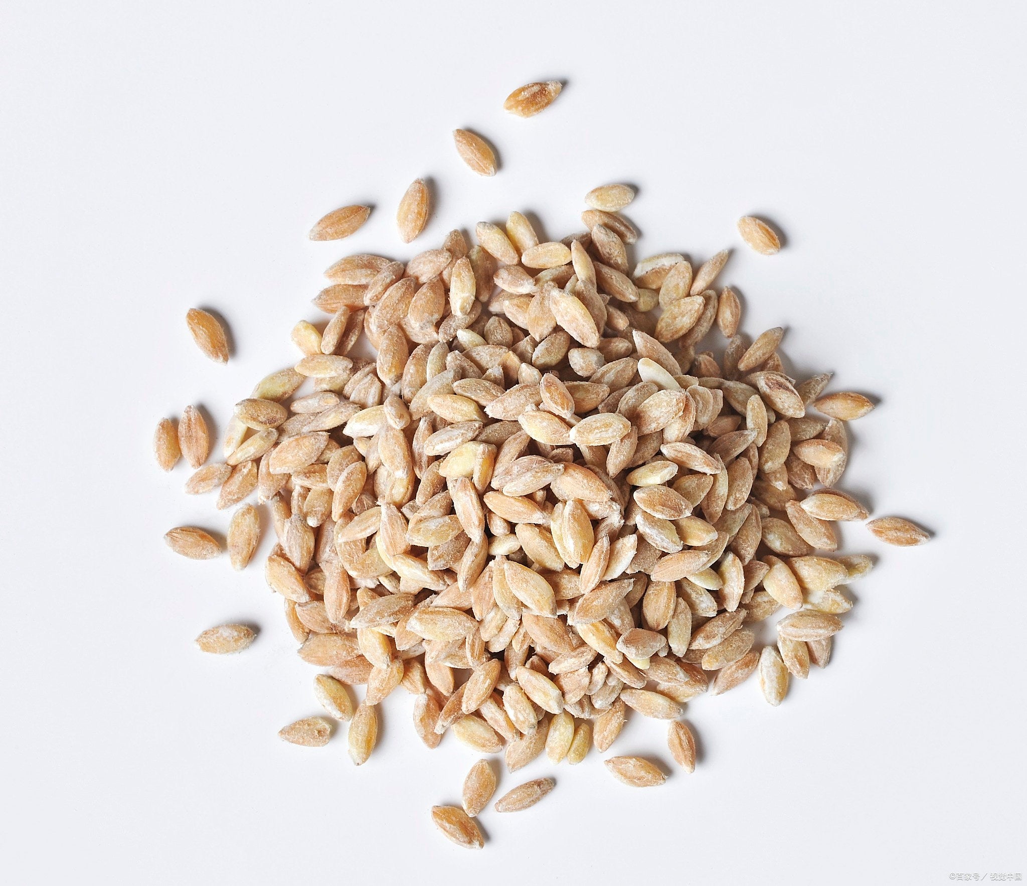 Malted Barley