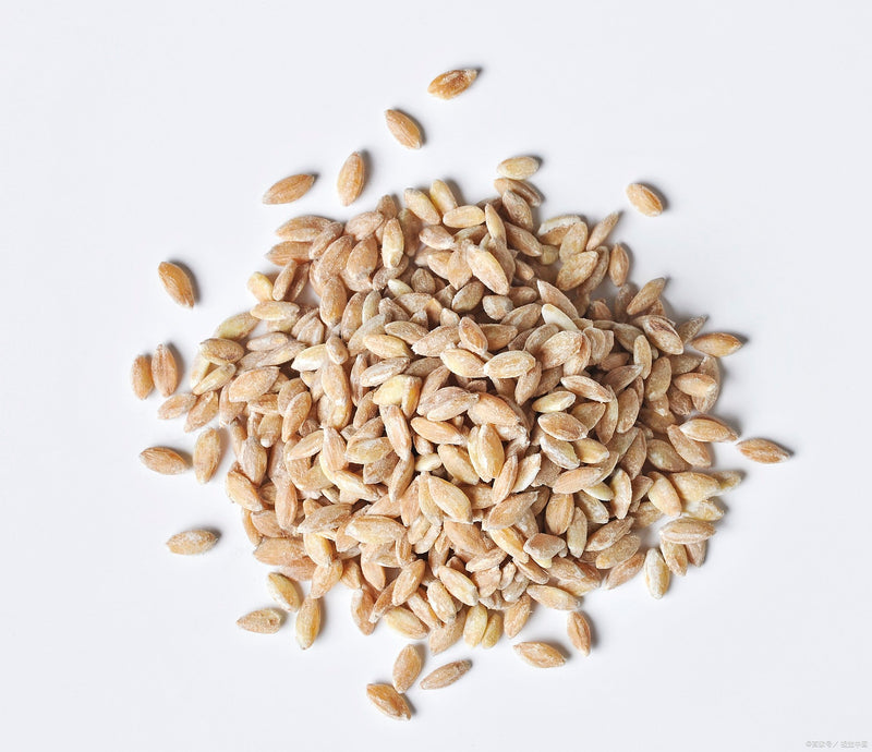 Malted Barley